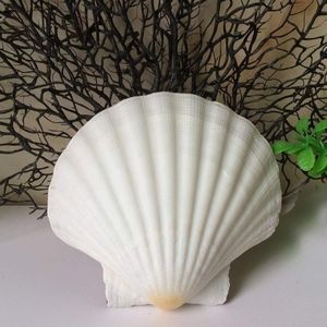 RESERVED.       (2) Noxes Of 35pc Seashell White Scallop Shell Natural Clam